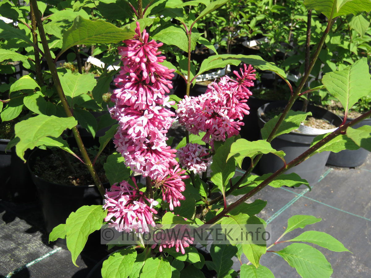 Syringa prestoniae Miss Canada 02.JPG